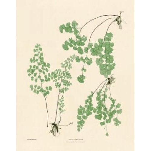 2020s Botanical Ferns by Henry Bradbury- Plates 1-9 - Set of 9 For Sale - Image 5 of 10