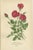 Roses and Greenhouse Favorites, 1897, Paper, Set of 3 For Sale - Image 4 of 6