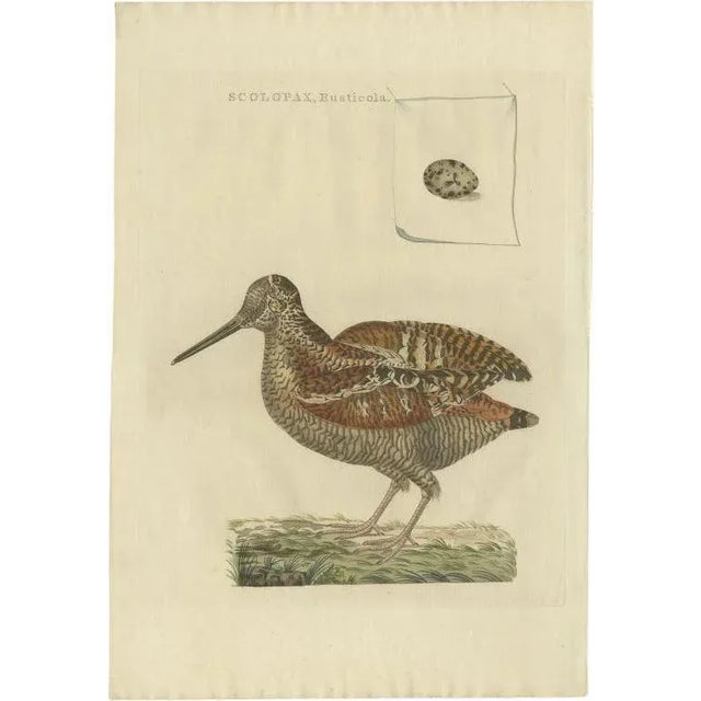 Sepp & Nozeman, Bird Illustration of the Eurasian Woodcock, 1797, Print For Sale - Image 10 of 10