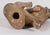 Life-Size Austrian Terracotta Pug Dog With Glass Eyes, 19th Century For Sale - Image 16 of 16