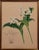 This beautiful, original hand-colored orchid lithograph entitled "Trichosma Suavis" Orchids by John Nugent Fitch is plate...