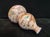 White Chinese Old Ceramic Vase,Ming Dynasty Chenghua Marked Gold Paint Famille Verte Porcelain Gourd Vase Hand Drawing Dragon and Phoenix Pattern For Sale - Image 8 of 11