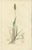 Illustrations of Meadow Grasses: Timothy & Foxtail, 1830s, Engravings, Set of 8 For Sale - Image 4 of 10