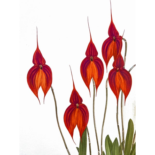 Large Orchid Giclee Prints Hand-Retouched by Angela Mirro - Set of Three Framed Prints - For Sale - Image 9 of 18