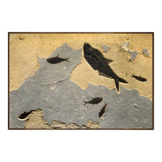 Fossil Fish Mural 8460am For Sale