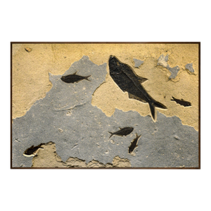 Fossil Fish Mural 8460am