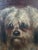 Moody Antique Oil Painting Portrait of a Norfolk Terrier Dog For Sale - Image 4 of 18