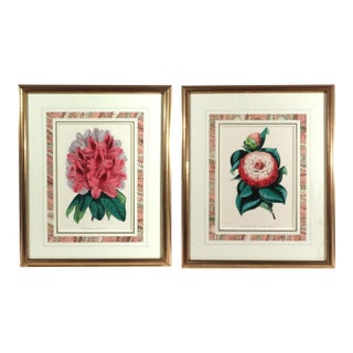 Antique Botanical Prints by Sir Joseph Paxton From the Magazine of Botany For Sale