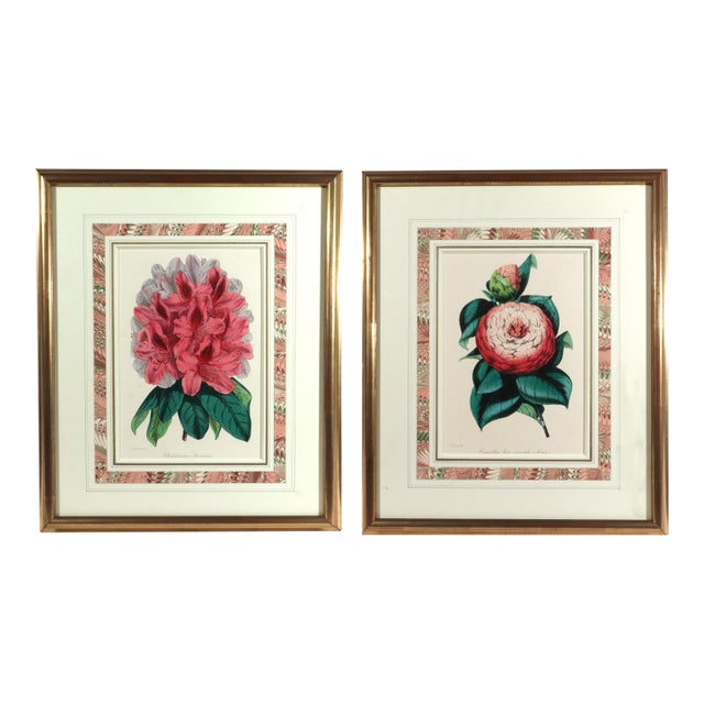 Antique Botanical Prints by Sir Joseph Paxton From the Magazine of Botany For Sale