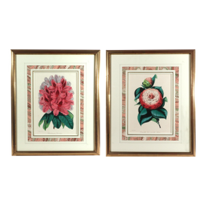 Antique Botanical Prints by Sir Joseph Paxton From the Magazine of Botany