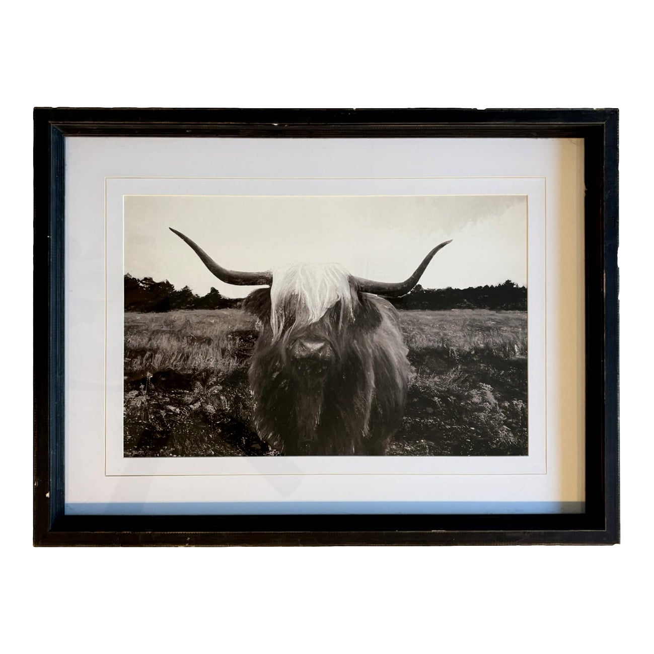 Vintage Black and White Highland Cow Cattle Photograph in Distressed ...