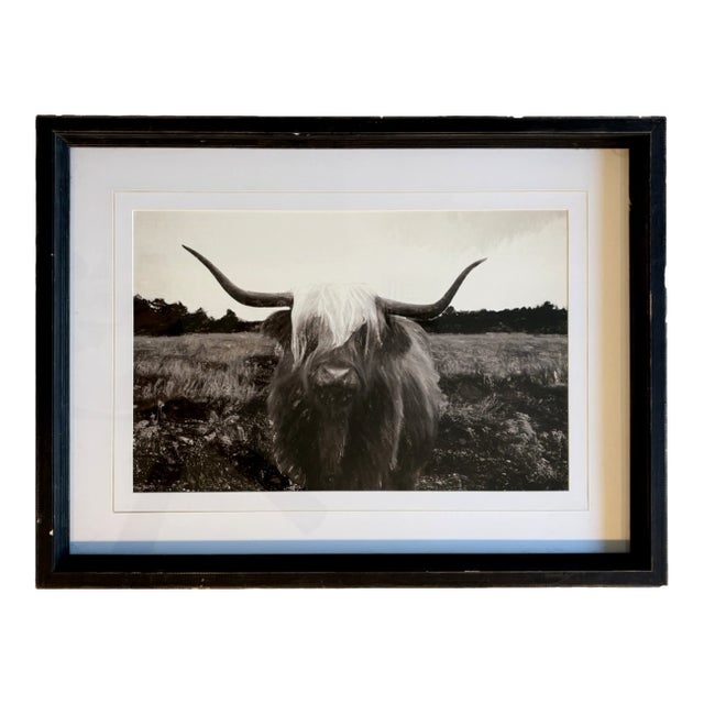 Vintage Black and White Highland Cow Cattle Photograph in Distressed Wood Frame For Sale