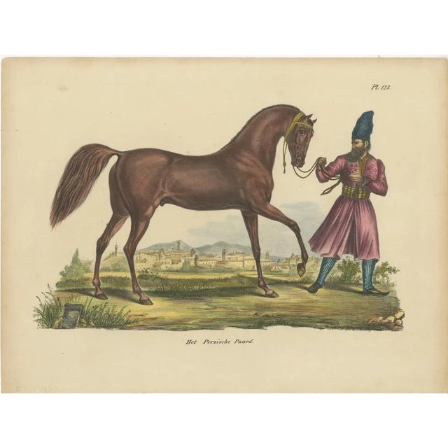 Antique print titled 'The Persian Horse'. Old hand-colored print of a Persian horse. This print originates from 'Complete...