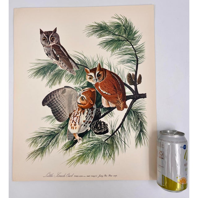 Audubon Bird Print – “Little Screech Owl”, 1964 Abrams Folio – Vintage Ornithology Art 1964 print from "The Audubon Folio:...