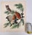 Audubon Bird Print – “Little Screech Owl”, 1964 Abrams Folio – Vintage Ornithology Art 1964 print from "The Audubon Folio:...