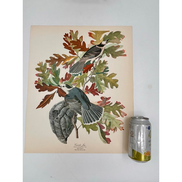 Audubon Bird Print – “Canada Jay”, 1964 Abrams Folio – Vintage Ornithology Art 1964 print from "The Audubon Folio: Great...