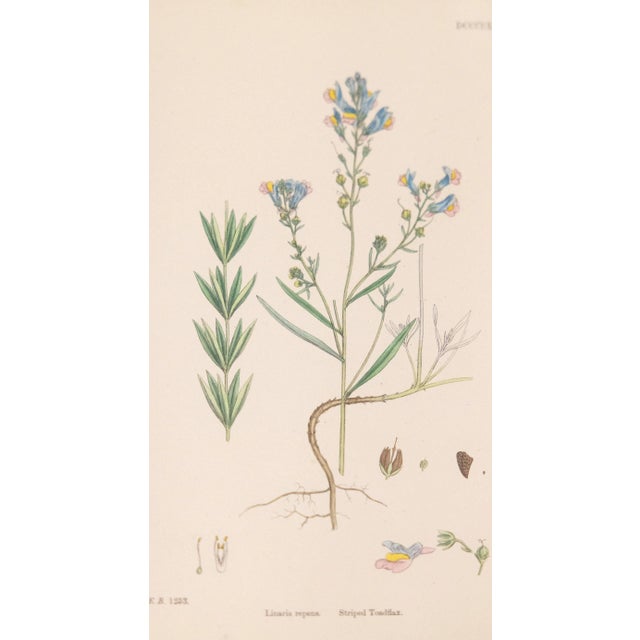 Antique Arts and Crafts Window Sashes With 19th Century Botanicals For Sale - Image 11 of 12