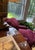 1990s Custom Dapha Burgundy Lounge Chair & Ottoman Set For Sale - Image 5 of 18