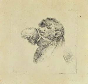 Stefano Della Bella, Head of Camel, Etching, 17th Century