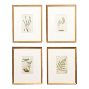 Framed 18th Century Swedish Botanical Engravings - Set of 4