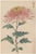 Japanese Spider Mum by Hasegawa, Vintage Botanical Art Print, 8" X 12" For Sale