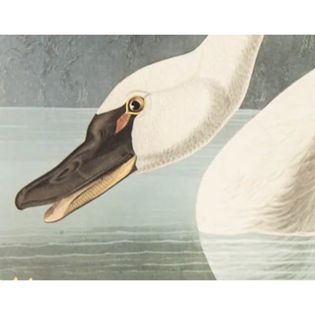 American 1980s The Abbeville Press Edition of the Common American Swan (Plate 411) From the Birds of America by John James Audubon For Sale - Image 3 of 6