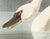 American 1980s The Abbeville Press Edition of the Common American Swan (Plate 411) From the Birds of America by John James Audubon For Sale - Image 3 of 6