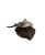 Gray Late 20th Century Nautical Stone Stingray Sculpture on Lava Rock, Signed & Numbered, 12.5"w For Sale - Image 8 of 11