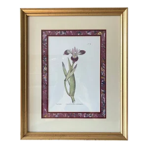 Vintage Botanical Iris Print, Framed