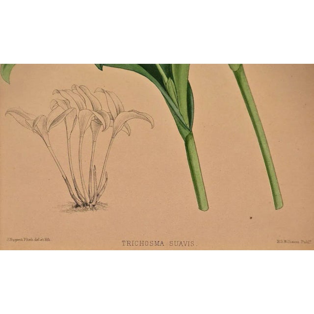 Orchids: Framed 19th C. Hand-Colored Engraving of "Trichosma Suavis" by J. Fitch, 1882 For Sale In San Francisco - Image 6 of 6