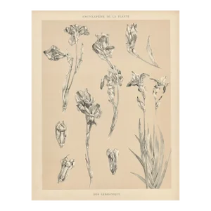 1904 French Antique Botanical Lithograph- Bearded Iris