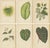 E.J. Lowe and W. Howard, Alocasia Metallica, Echites Nutans, 1891, Prints, Set of 6 For Sale
