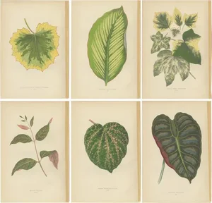 E.J. Lowe and W. Howard, Alocasia Metallica, Echites Nutans, 1891, Prints, Set of 6