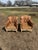 Classic pair of French Art Deco Solid Mahogany Club Chairs. The wood has the original French paint from the period and...