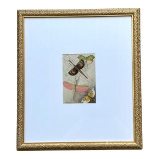Vintage Botanical Insect Study in Gilt Frame For Sale