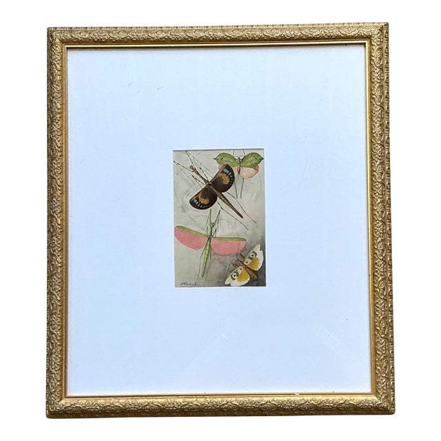 Vintage Botanical Insect Study in Gilt Frame For Sale