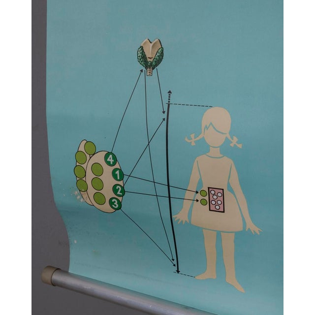 Blue Vintage School Poster Hormones, the Bodys Active Substances from Lehrmittelverlag Wilhelm Hagemann, 1970s For Sale - Image 8 of 10
