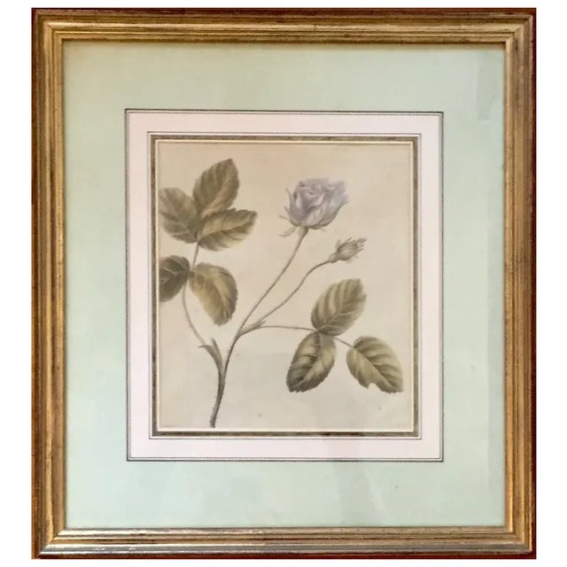 Antique 18th Century English Botanical Watercolor Painting by Lady Charlotte Murray 1785 - a Rose - Clarendon Gallery London For Sale - Image 11 of 11