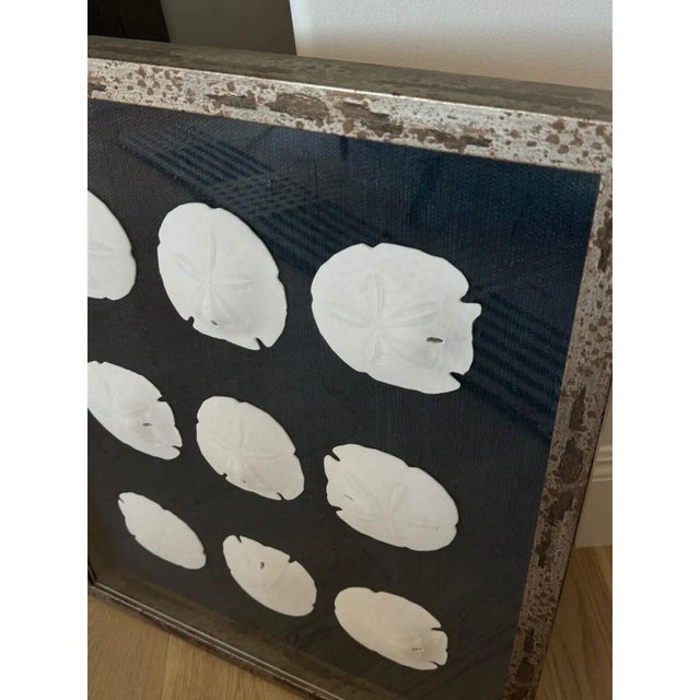 Ralph Lauren Home Silver Framed Indigo Ralph Lauren Raffia Coastal Sand Dollar Picture From Barclay Butera For Sale - Image 4 of 6