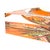 Pheasant Feathers Butternut Acrylic Candy Catchall Dish, Small For Sale In Miami - Image 6 of 9