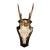 1990s Roe Deer Trophy 1 Black Forest Antlers Mount For Sale