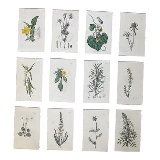 Authentic Antique Early 19th Century Hand Colored Copperplate Botanical Engravings - Set of 12 For Sale