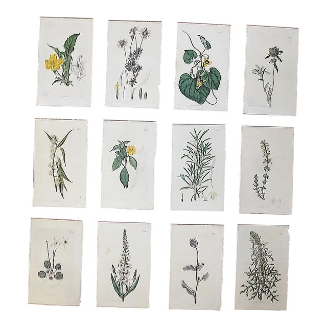 Authentic Antique Early 19th Century Hand Colored Copperplate Botanical Engravings - Set of 12 For Sale