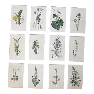 Authentic Antique Early 19th Century Hand Colored Copperplate Botanical Engravings - Set of 12
