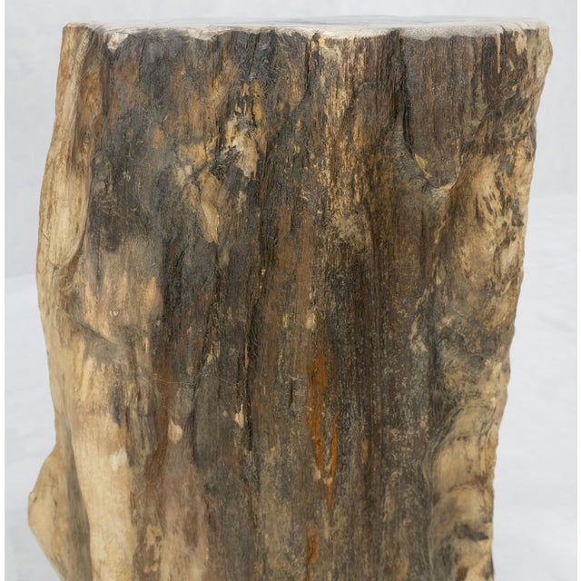 Beige Beige Black Petrified Wood Organic Stomp Shape Stand End Side Table Pedestal For Sale - Image 8 of 10