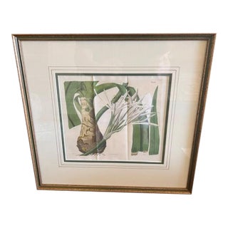 Spider Lily - 1817 Hand-Colored Botanical Etching For Sale