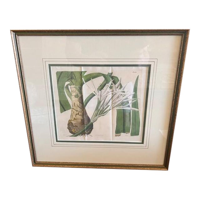 Spider Lily - 1817 Hand-Colored Botanical Etching For Sale
