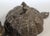 Late 19th Century Antique North Indian Mughal Silver Chased Collectible Trinket Box For Sale - Image 5 of 12