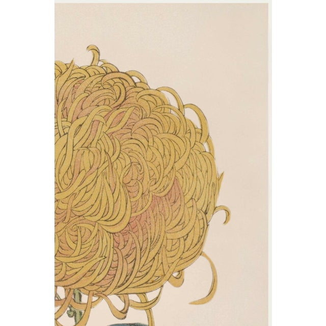 Japanese Gold Mum by Hasegawa, Vintage Japanese Botanical Art Print, 40" X 60" For Sale - Image 3 of 10