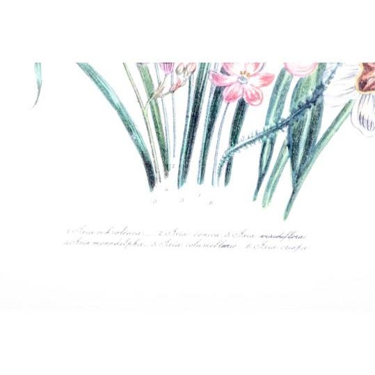 Late 20th Century Jane Webb Loudon Framed Vintage Botanical Prints by John Richard - A Pair For Sale - Image 4 of 6